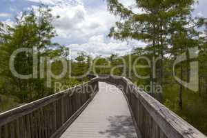 Fussweg in den Everglades