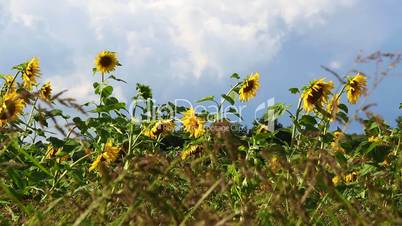 Sunflowers on a meadow