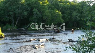 brown bears in scenic river in kamchatka