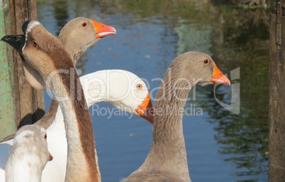 Gänse am Bach