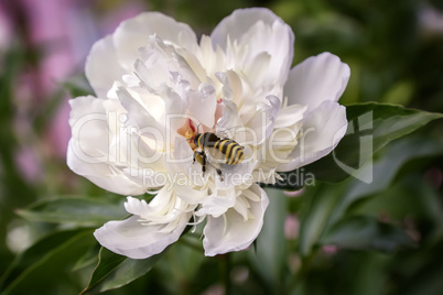 The flowers of peony bee collects nectar.
