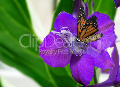 Beautiful flower with purple petals and butterfly.