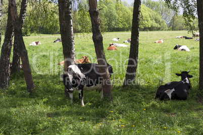 Caws on a farm feeding in a meadow photo