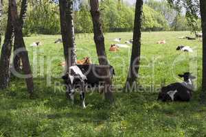 Caws on a farm feeding in a meadow photo