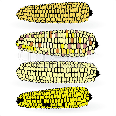 Fresh corn on cobs. Vector food logo seamless icon set