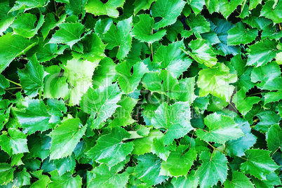 Green grape leaves