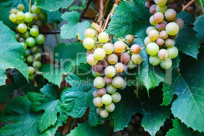 Sweet wine grapes