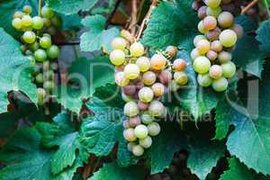 Sweet wine grapes
