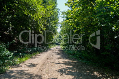 Road going into mountains and passes through the green shaded forest in the field