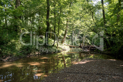 Mountain river flowing through the green forest