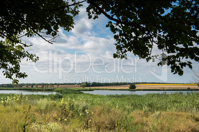 Yellow rapeseed flower field and blue sky near the river.