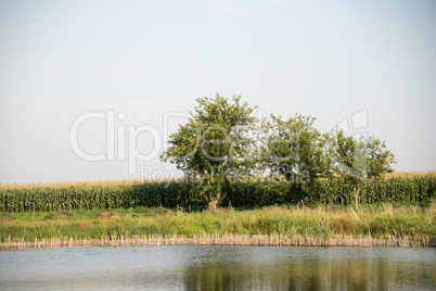 Yellow rapeseed flower field and blue sky near the river.