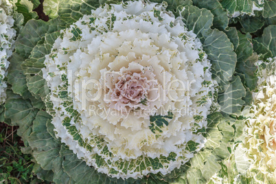 cabbage in the garden. Large leaves of cabbage heads create a un
