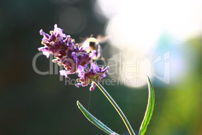 Lavendel mit Biene