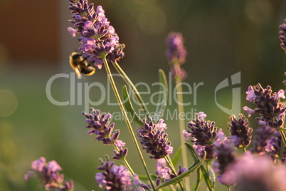 Biene auf Lavendel