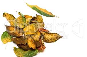 Autumn dried leafs