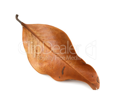 Dry autumn leaf of magnolia