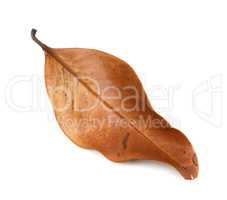 Dry autumn leaf of magnolia