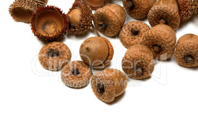 Autumn acorns from oak