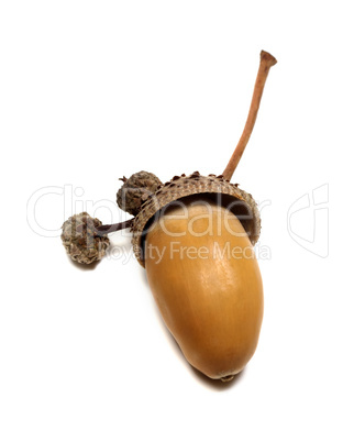 Autumn oak acorn on white