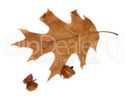 Autumn leaf of oak and acorns