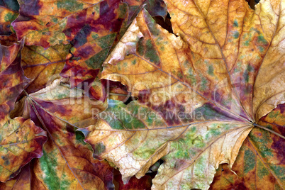 Autumn multicolor dry maple leafs