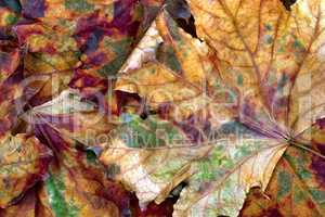 Autumn multicolor dry maple leafs