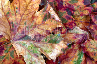 Autumn multicolor dry maple-leafs