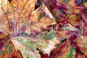 Autumn multicolor dry maple-leafs