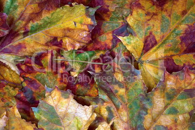 Autumn dry maple-leafs background