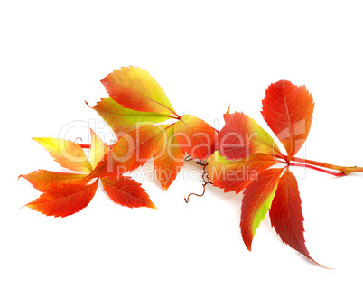 Red autumn twig of grapes leaves
