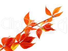 Red autum branch of grapes leaves (Parthenocissus quinquefolia f