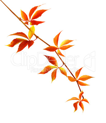 Autumn branch of grapes leaves