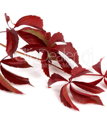 Branch of dark red autumn grapes leaves (Parthenocissus quinquef