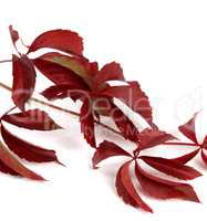 Branch of dark red autumn grapes leaves (Parthenocissus quinquef