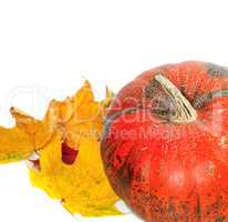 Red ripe pumpkin with autumn leaves