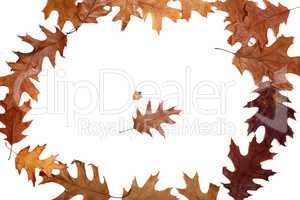 Frame of autumn dried oak leaves
