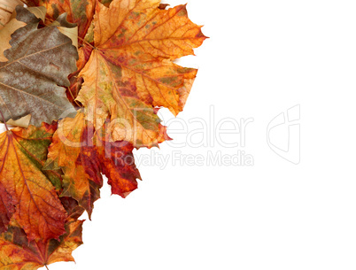 Autumn multicolor maple leafs