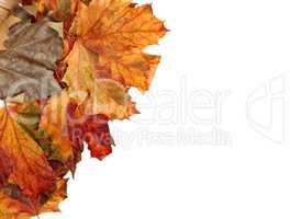 Autumn multicolor maple leafs