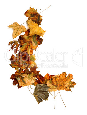 Autumn dried multicolor maple-leafs