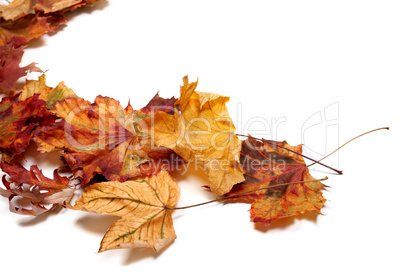 Autumn multicolor maple leafs