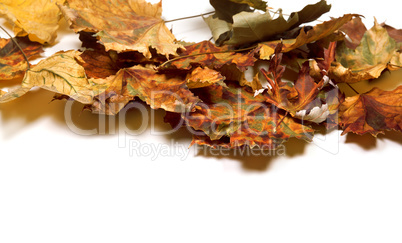 Autumn dry maple leafs