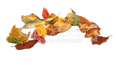 Multicolor dried autumn leafs