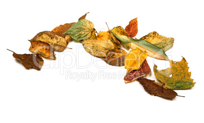 Dried autumn leafs
