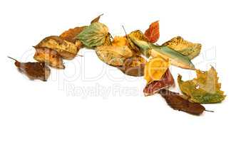 Dried autumn leafs