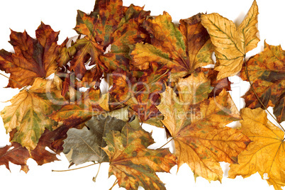 Autumn dried maple leafs