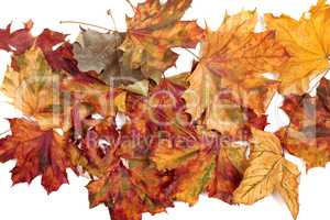 Autumn dried multicolor maple leafs