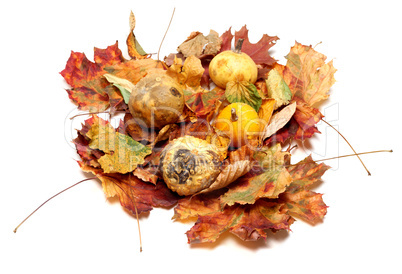 Small decorative pumpkins on autumn leafs