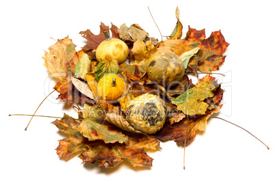 Small decorative pumpkins on dry autumn leafs