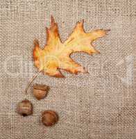 Autumn dried leaf of oak and three acorns on sack cloth